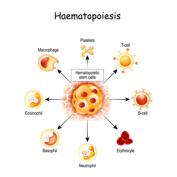 Гематопоез - це утворення кров'яних клітин. Всі клітинні компоненти крові походять від гематопоетичних стовбурових клітин. Гемоцитобласт в червоному кістковому мозку, білі та червоні кров'яні тільця, макрофаг і тромбоцити. - Вектор, зображення