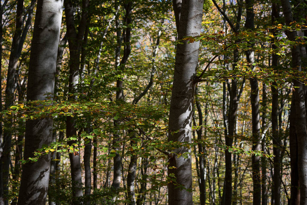 美しい毎日の風景。秋のスタラ・レカ保護区、スタラ・プラニーナ山、ブルガリア - 写真・画像