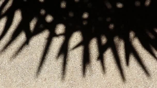 bizarní, ale krásně se pohybující abstraktní stín bambusových palmových listů na štěrkové betonové podlaze. - Záběry, video