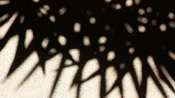 bizarní, ale krásně se pohybující abstraktní stín bambusových palmových listů na štěrkové betonové podlaze. - Záběry, video