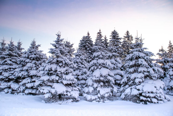 12月の雪嵐の後、雪はウィスコンシン州中部の松の木を覆っていた。 - 写真・画像