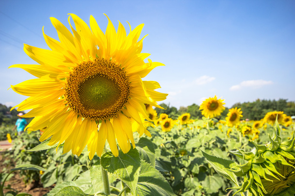 Sun flower plantation with blue sky in Lopburi province Thailand - Photo, Image