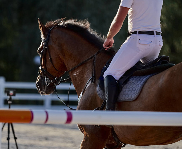 Das braune Pferd tritt in Springprüfungen auf - Foto, Bild