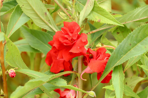 Kırmızı çiçekli ve yeşil yapraklı sabırsız balsamina. Seçici odaklanma. Hasır sepetin içinde Impatiens Balsamina çiçekleri. Bu çiçekler Hindu tanrılara adak olarak Bali 'ye inanır.. - Fotoğraf, Görsel