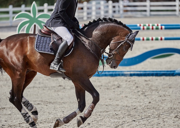 Бей-конь выступает на соревнованиях по конкуру
 - Фото, изображение