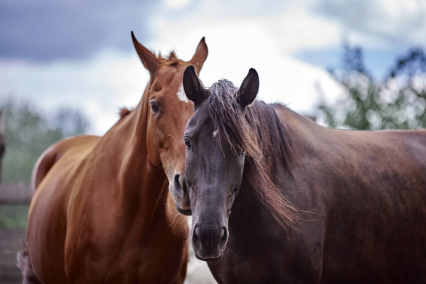 Retrato de caballos en la naturaleza
 - Foto, imagen