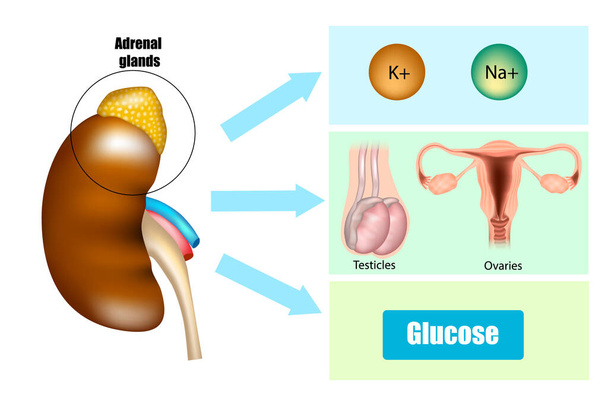 Função das glândulas supra-renais na secreção hormonal
. - Vetor, Imagem