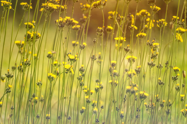 Κίτρινα λουλούδια ενός αγρού σπέρνουν γαϊδουράγκαθο με φόντο ένα ηλιόλουστο καλοκαιρινό λιβάδι - Φωτογραφία, εικόνα