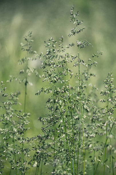 Eared summer field grass. Pentecost Season - Photo, Image