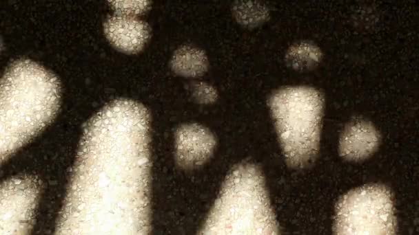 Uma sombra abstrata bizarra mas belamente comovente de folhas de palmeira de bambu no chão de concreto de cascalho
. - Filmagem, Vídeo