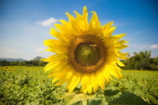 zon bloem plantage met blauwe hemel in lopburi provincie thailand - Foto, afbeelding