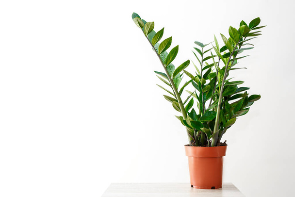 ポット内の植物、白い背景にザミイコカスの緑の葉 - 写真・画像