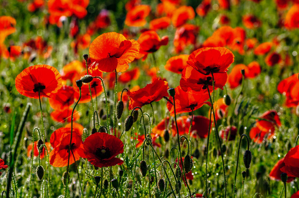 Red poppies shot against the light - Photo, Image