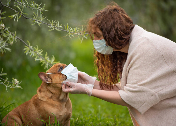 fiatal nő orvosi maszkban orvosi maszkot tesz egy francia bulldog kutyára sétálni. Karantén utáni élet - Fotó, kép