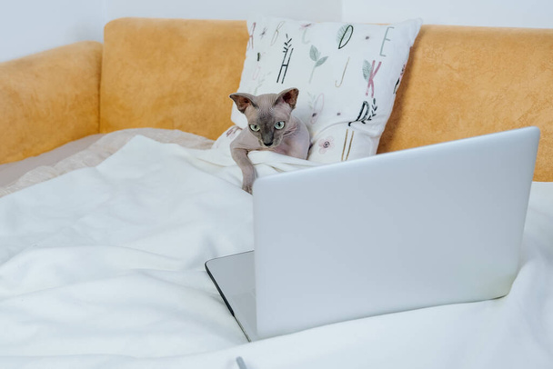 Cute sphinx Daenerys lying on the bed and watching online TV series at home during pandemic. - Фото, зображення