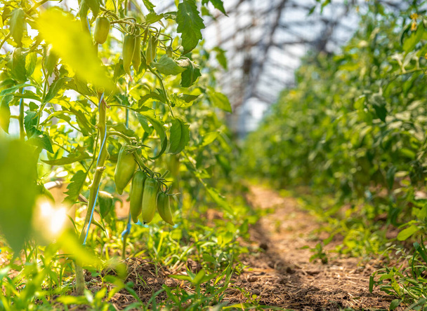 amadurecimento nas pimentas do sol em uma fazenda orgânica, nutrição saudável, produtos agrícolas. espaço de cópia
 - Foto, Imagem