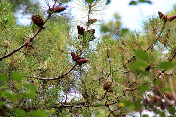 conos de pino seco el año pasado
 - Foto, Imagen