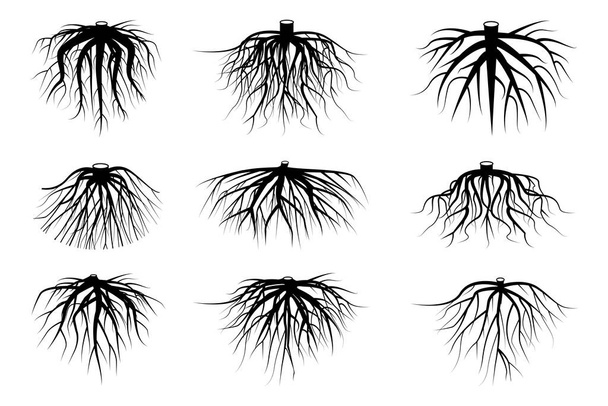 czarny drzewo korzenie kilka sztuk na białym tle - Wektor, obraz