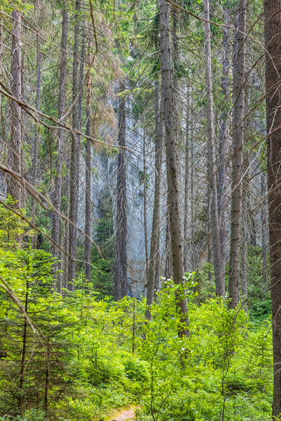 Zöld bokrok és magas fák a tavaszi erdőben - Fotó, kép
