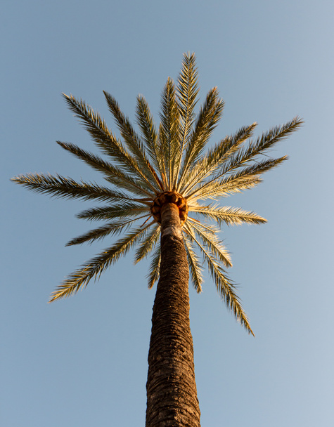 Palm in een blauwe lucht. Omlaag zicht. - Foto, afbeelding