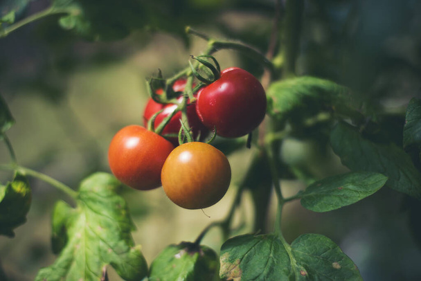 Tuoreet tomaatit puussa puutarhassa. - Valokuva, kuva