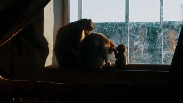 Silhouette einer Affenfamilie in Gefangenschaft in einem Zoo-Käfig, der aus dem Fenster in die Freiheit blickt - Filmmaterial, Video