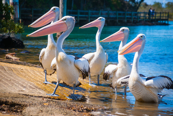 Pelicans a hajó rámpán, Nambucca Ausztrália. - Fotó, kép