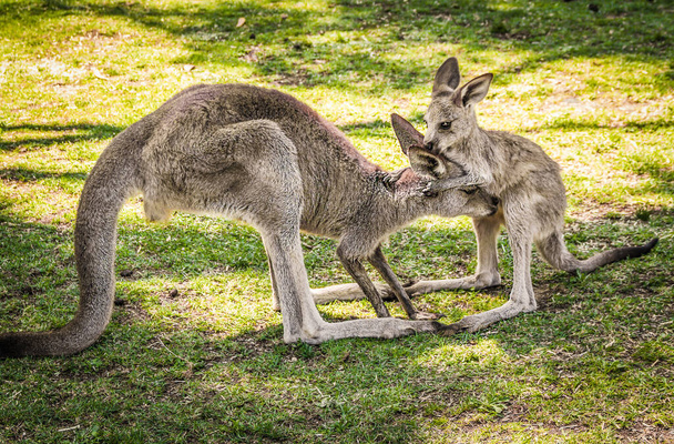 Великий сірий кенгуру. Цю тварину легко знайти будь - де в Австралії.. - Фото, зображення