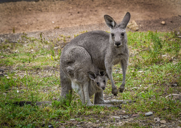 大きな灰色のカンガルー。これらの動物はオーストラリアのどこでも見つけるのは簡単です. - 写真・画像