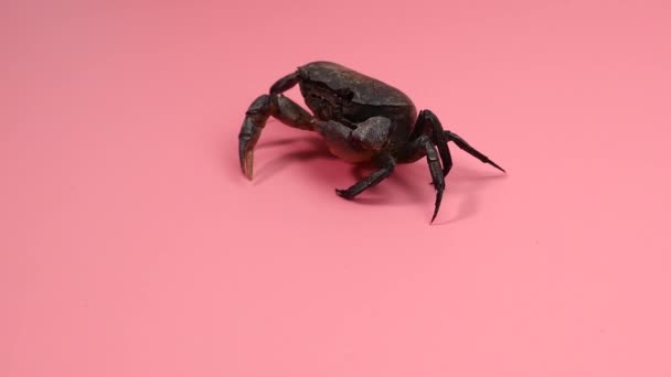 Krabbe isoliert Gehen Sie langsam auf rosa Hintergrund, Vorderseite Blank für Design-Kopierraum. - Filmmaterial, Video