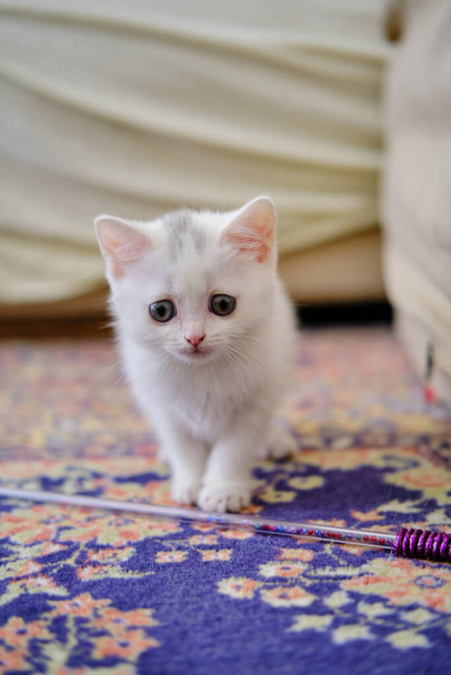 Brytyjski krótkowłosy kotek w srebrnym kolorze. Czysta rasa British Shorthair Cat. - Zdjęcie, obraz