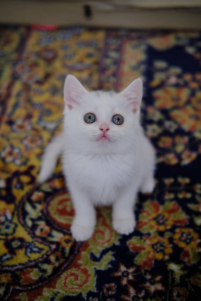 British Shorthair gatito de color plata. Pura raza británica taquigrafía gato. - Foto, imagen