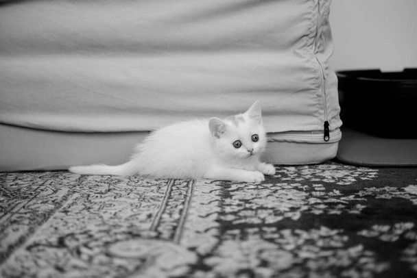 Brytyjski krótkowłosy kotek w srebrnym kolorze. Czysta rasa British Shorthair Cat. - Zdjęcie, obraz