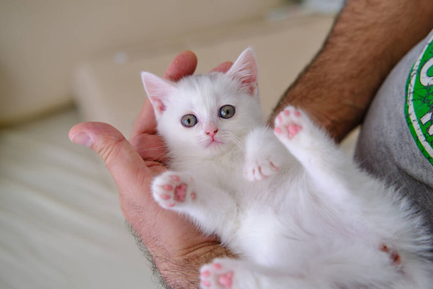 Gattino britannico Shorthair di colore argento. Razza pura British Shorthair Cat. - Foto, immagini
