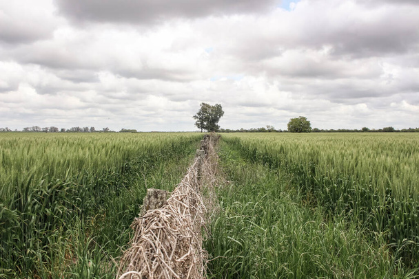 два пшеничных поля, разделенных тканью
 - Фото, изображение
