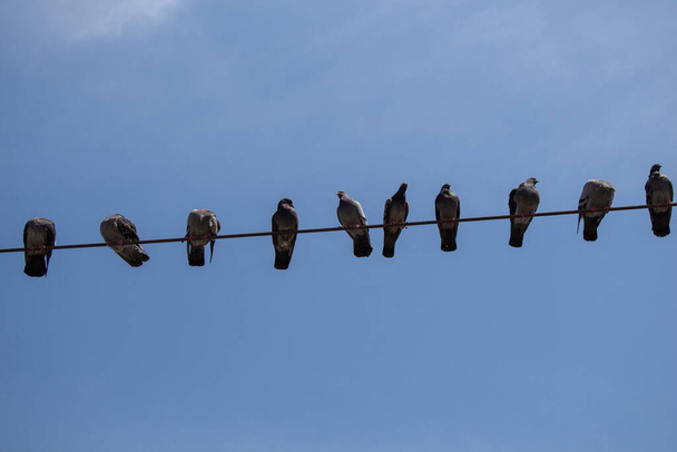 Голубиные птицы сидят на проволоке на голубом фоне неба - Фото, изображение