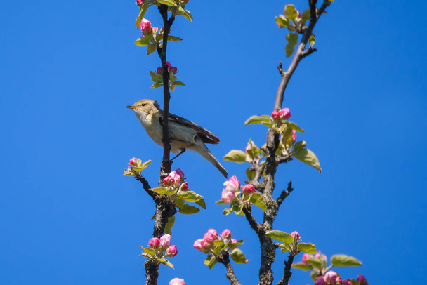 Chiffchaff bird, Phylloscopus collybita sings on blooming apple tree. - Photo, Image