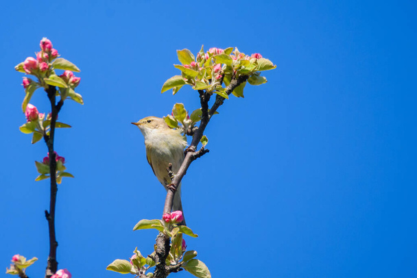 Uccello chiffchaff, Phylloscopus collybita canta sul melo in fiore
. - Foto, immagini