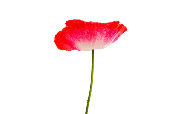 poppy flower isolated on white background - Fotoğraf, Görsel