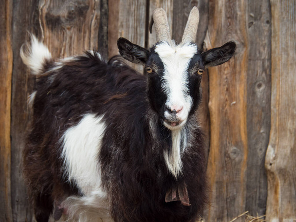 Černobílá domácí koza s rohy v ohradě na pozadí dřevěného plotu. - Fotografie, Obrázek