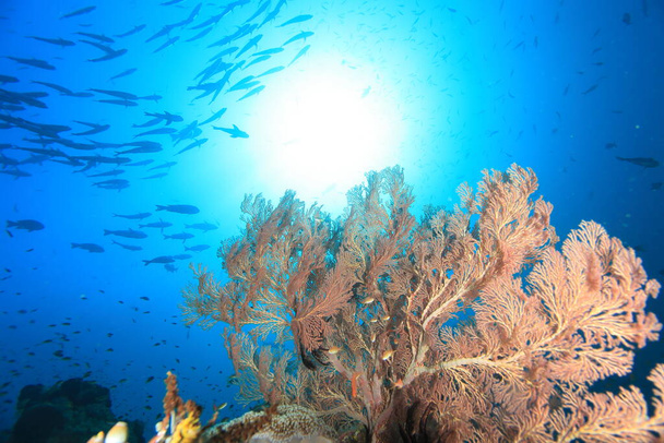 Gorgonaria, soft corals reef lit by the sun diving safari, - Photo, Image