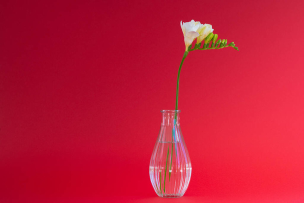 Kırmızı zemin üzerinde küçük şeffaf bir vazo içindeki tek beyaz frezya çiçeği kafası çoğunlukla doğal ışık kullanıyor. - Fotoğraf, Görsel