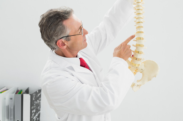 Male doctor holding skeleton model in office - Zdjęcie, obraz