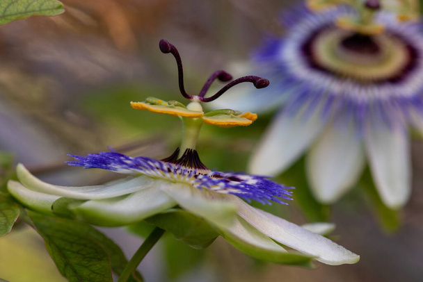 λουλούδι με μακροεντολή σε πολλή λεπτομέρεια - Φωτογραφία, εικόνα