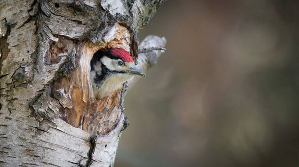 Um jovem grande pica-pau manchado olhando para fora do ninho. Sua cabeça se fora do buraco em uma árvore de bétula de prata
 - Foto, Imagem