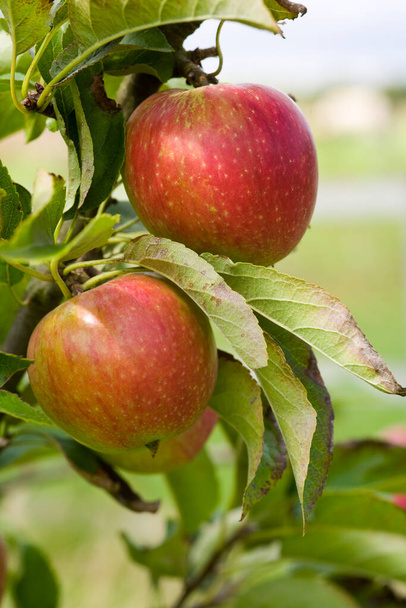 Manzanas madurando en el huerto
 - Foto, Imagen