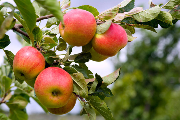Яблоки созревают в саду
 - Фото, изображение