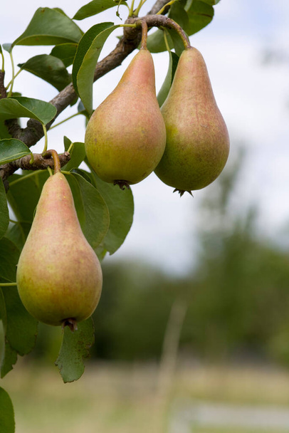Pears ripening in the orchard - Photo, Image