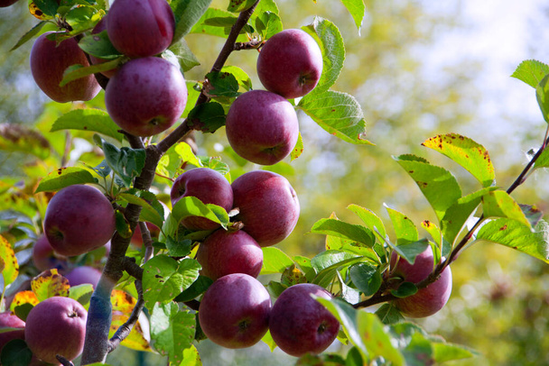 Ώριμα κόκκινα μήλα έτοιμα να μαζευτούν στον οπωρώνα - Φωτογραφία, εικόνα