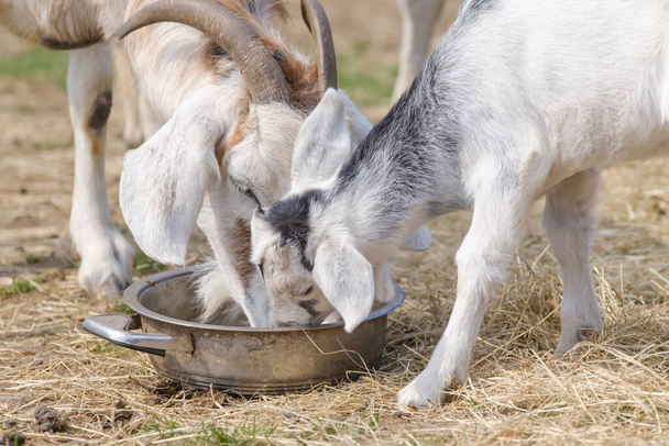 Couple of baby goat children are eating kibble with their mother, on the spring grass. - Photo, Image